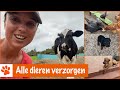 Hoe verzorg je alle dieren 7 dagen in de week?! | DierenpraatTV