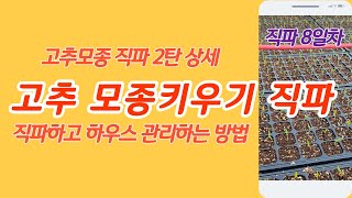 고추 모종 키우기 직파 2탄 하우스 관리 직파하는 방법 [고추재배기술]