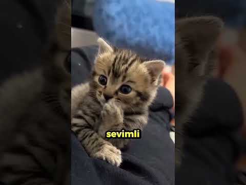 Adam vs Panda İnanılmaz Halat Çekme Kapışması! 😨🐼