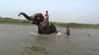 preview picture of video 'Riding an Elephant in the Rapti River in Sauraha, Nepal near Chitwan National Park'