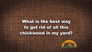 Q&A – How do I get rid of chickweed?