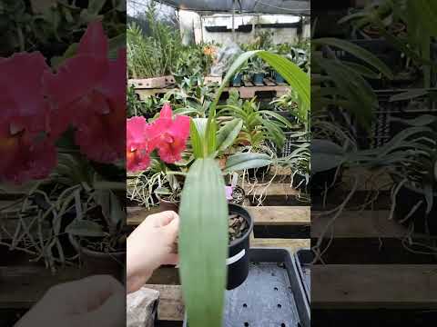 ZAP 11940050033 pedido de Wesley de Goiás @Mais Orquídeas #flores