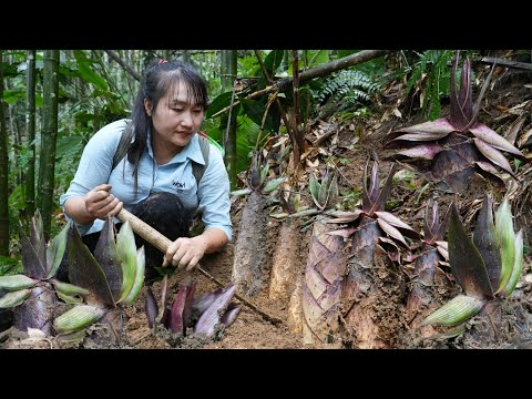 Harvesting giant bitter bamboo shoots at the beginning of the season go to the market to sell.