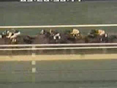 Dark Mirage - 1969 Santa Maria Handicap