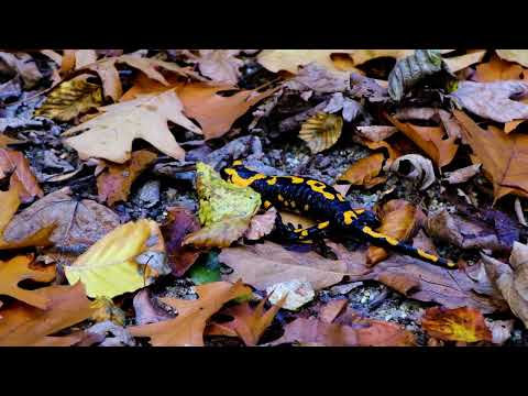 Are Salamanders Predators or Prey? Exploring Their Dual Role in Nature