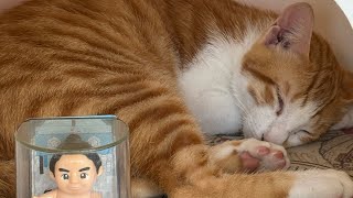 #貓動画#Akira#可愛い猫 #貓咪直播