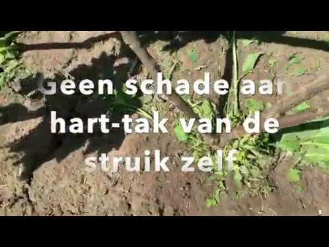 Rinieri Bio Dynamic SRV