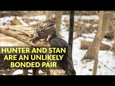 Animal odd couples: How a hawk and vulture became partners in Pa. - YouTube