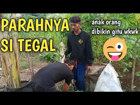 parahnya-si-tegal-komedi-indonesia