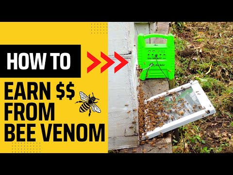 How To Collect Bee Venom Using Simple Cost-Effective Machines - All steps Explained