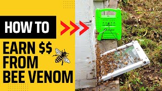 How To Collect Bee Venom Using Simple Cost-Effective Machines - All steps Explained