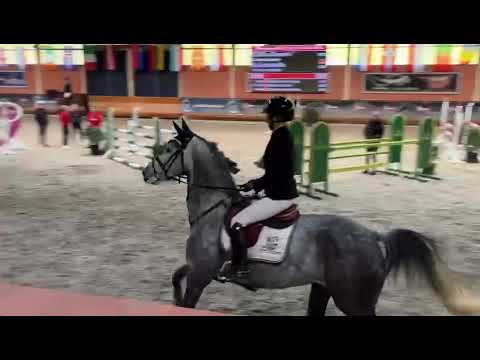 Ice Cream 6 y/o mare by Diarado X Classido