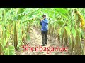 Shenbagame Shenbagame