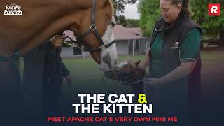 Wait Until You See Apache Cat’s Best Friend 🐴