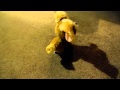 Fur Real Friends Bouncy The Bouncing Puppy Toy Video