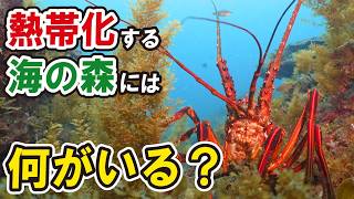 南の海藻だらけになった海には何がいる？！調べてみたら…