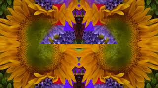 Sin City (by Steve Earle, Gillian Welch and David Rawlings live in NYC on 9/19/99)