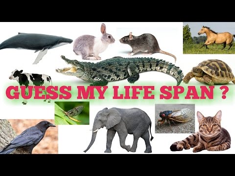 download lagu mp3 mp4 Rose Life Span, download lagu Rose Life Span gratis, unduh video klip Rose Life Span