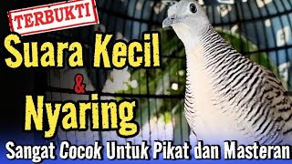 Download lagu Perkutut Lokal Gacor Suara Kecil dan Nyaring, Sangat cocok untuk pikat dan masteran mp3 Download lagu Perkutut Lokal Gacor Suara Kecil dan Nyaring, Sangat cocok untuk pikat dan masteran mp3