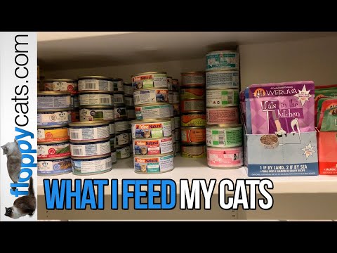 Best Wet Cat Food Brands: What I Feed My Cats and How I Organize Them