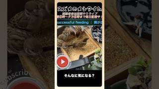 7/5スズメの食事 #birds #癒し #かわいい #鳥 #動物 #鳥好き #birdsoftiktok #birdextreme