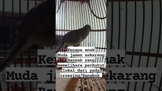 Download lagu perkutut lokal sebagai Klangenan anak muda jaman sekarang #perkututlokal #perkutut #burung mp3