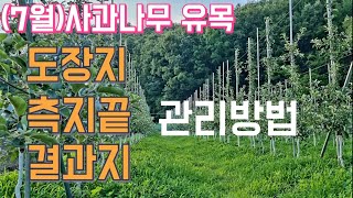 (7월)사과나무 유목 도장지, 측지끝,결과지 관리방법