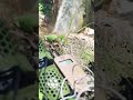 This Device allows the plants to play music! - Bamboo playing near a waterfall
