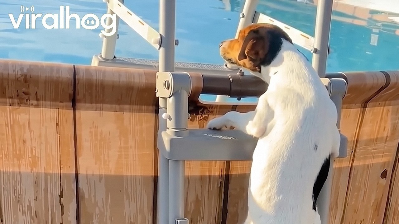 Dog Climbs Ladder to Jump Into Pool || ViralHog