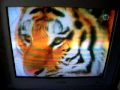Mama Marablle S Home Movies Opening