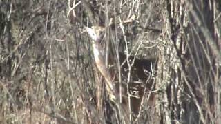 preview picture of video 'Amazing Texas Whitetail Video'