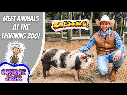 Man in a cowboy hat kneels beside a black-and-white pig in a fenced outdoor area, with an 'Awesome!' sign in the background and cartoon logo on the left side.