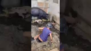 Kid Riding a Pig