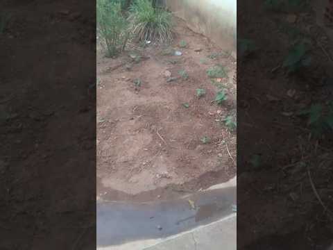 Olha eu aqui de novo 🥰 #relax #asmr #shorts #adilsondocombinado #love #tocantins #combinado