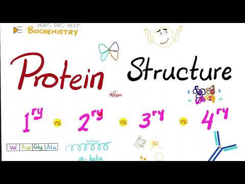Protein Structure - Primary, Secondary, Tertiary, and Quaternary - Biochemistry