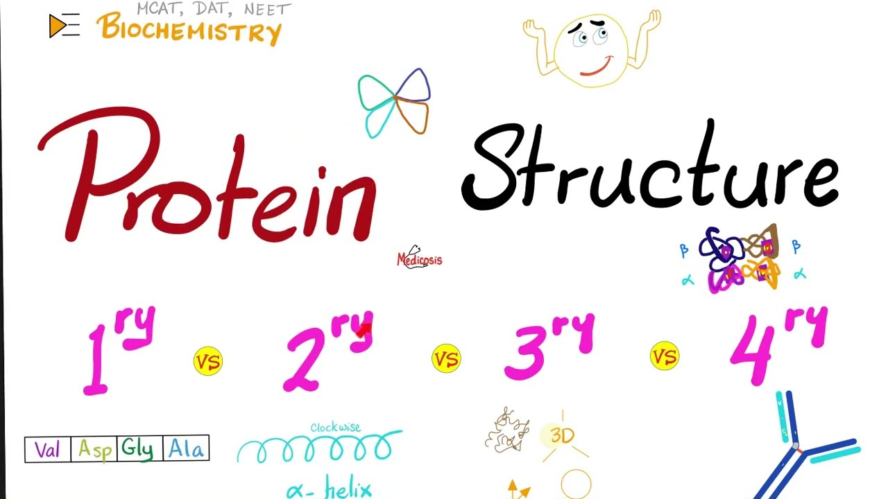 Protein Structure (Primary, Secondary, Tertiary, and Quaternary) | Biochemistry