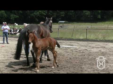 IZ140 Stutfohlen von I'm special de Muze - Contender - Aljano