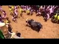Latest Highlights Madurai Vadivasal Jallikattu ஜல்லிகட்டு மதுரை வா
