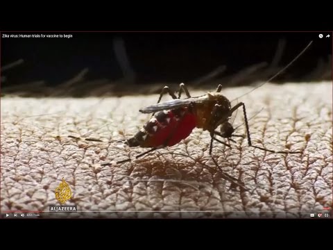 Zika virus: Human trials for vaccine to begin