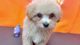 ハーフ犬の動画01