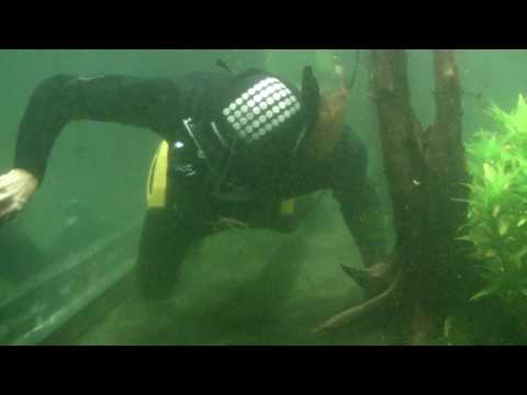 Swimming With Piranhas