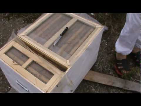 2. Apicultura video - Hranirea cu o singura rama si analiza celor trei familii din Bio Stupi 2/6