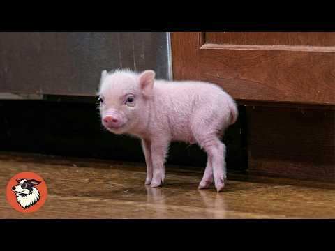 Rescue Piglet Lost Her Mama, Then Something Amazing Happened
