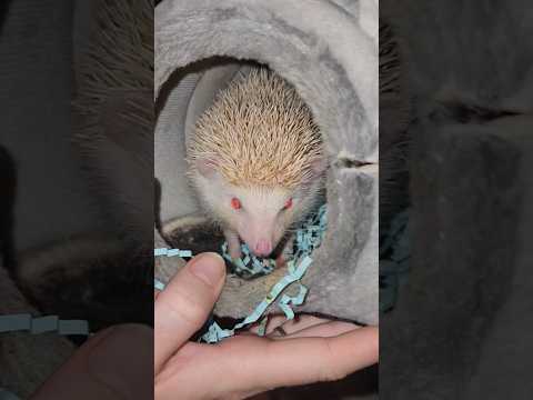 Auggy The Hedgehoggy