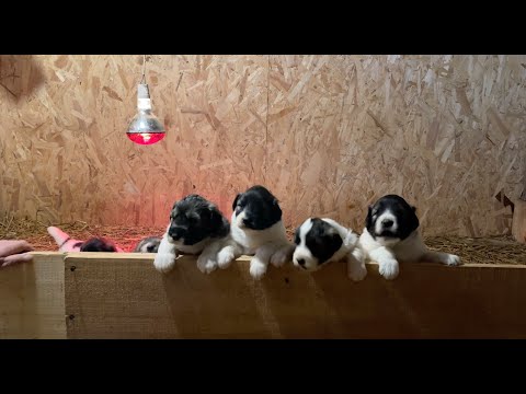 ⋆ Când am nevoie de iodinol pentru pui? - ⋆ Farmer