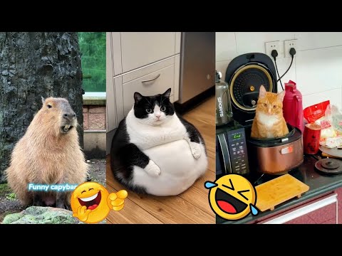 😂 Funniest TIKTOk Dogs and TIKTOK Cats 😜 Try Not To Laugh part 7