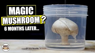 Mushroom 🍄 in Resin 6 Months Later... Magic ?