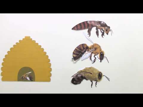 HONIGBIENE | AUFGABEN IM BIENENSTAAT | Biologie | Biologie der Tiere (Mittelstufe)