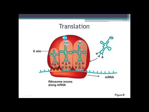 Microbiology Chapter 8 Part B