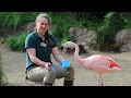 Chilean Flamingos Animal Spotlight With Keeper Joanna